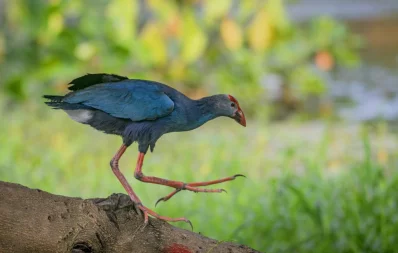 Purple Swamphen at the National Botanical Garden in Dhaka on August 18, 2023. Photo: Zayed Imran Choudhury
