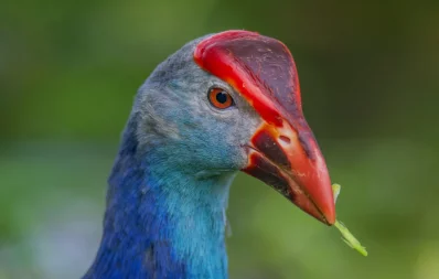 Purple Swamphen at the National Botanical Garden in Dhaka on August 18, 2023. Photo: Zayed Imran Choudhury