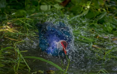 Purple Swamphen at the National Botanical Garden in Dhaka on August 18, 2023. Photo: Zayed Imran Choudhury