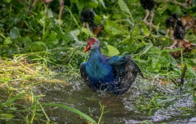Purple Swamphen at the National Botanical Garden in Dhaka on August 18, 2023. Photo: Zayed Imran Choudhury