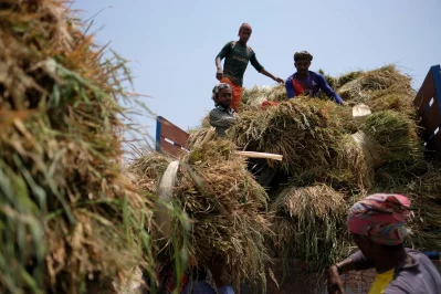 The image shows some farmers collecting paddy from the field. Photo: Mahmud Hossain Opu/Dhaka Tribune