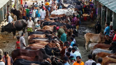 File image of a cattle market. Photo: Dhaka Tribune