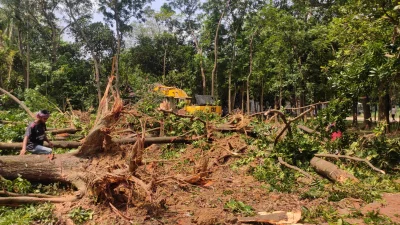 The image shows the trees uprooted by excavators at the Jahangirnagar University campus. Photo: Dhaka Tribune