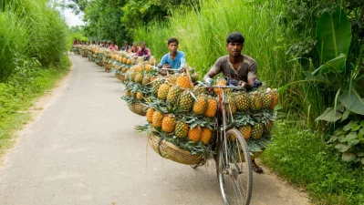 Farmers transport pineapples to the market by bicycle in Madhupur, Tangail. Photo: Mostafigur Rahman