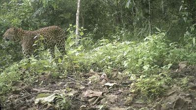 Photo: Facebook/Creative Conservation Alliance
