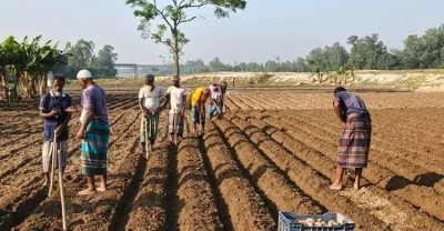 Favorable weather has kicked off early potato cultivation in Dinajpur, with farmers busy in the fields. Photo: Dhaka Tribune