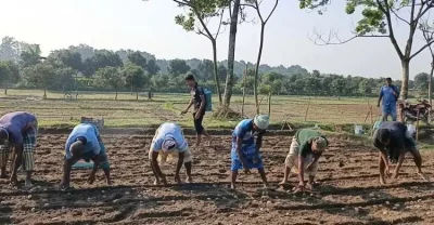 Favorable weather has kicked off early potato cultivation in Dinajpur, with farmers busy in the fields. Photo: Dhaka Tribune