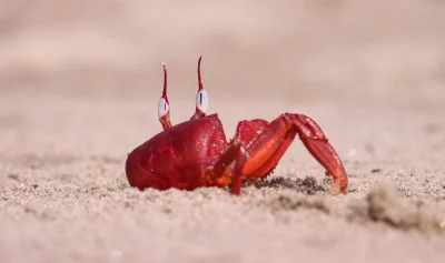 A Red Ghost Crab. Photo: Ziaur Rahman