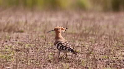 An Eurasian Hoopoe. Photo: Ziaur Rahman