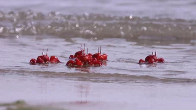 A cast of Red Ghost Crabs. Photo: Ziaur Rahman