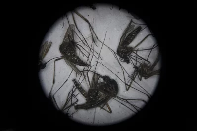 Life cycle of Aedes mosquito