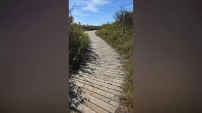 A wooden boardwalk trail at Cranberry Flats surrounded by vegetation. Photo: Collected