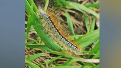 A caterpillar in the lush vegetation of Cranberry Flats. Photo: Collected