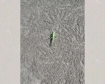 A longhorn grasshopper on sandy beach at Patuartek