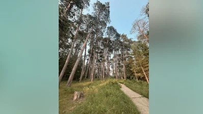Tall pines and grassy trail at Itasca State Park. Photo: Dhaka Tribune/Collected