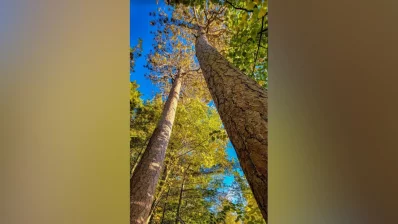 White Pines are also there at Itasca. Photo: Dhaka Tribune/Collected