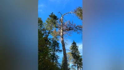 This Red Pine in Itasca lost its title as the tallest one after a storm in 2007 broke its top. Photo: Dhaka Tribune/Collected