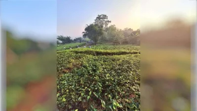 A panoramic view of the flat-land tea gardens bordering the Mahananda River in Tetulia. This area is famous for tea bushes planted right up to the elevated banks of the river. The natural slope provides excellent drainage, which is ideal for the crops.