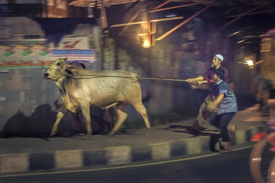 eid cow Latif