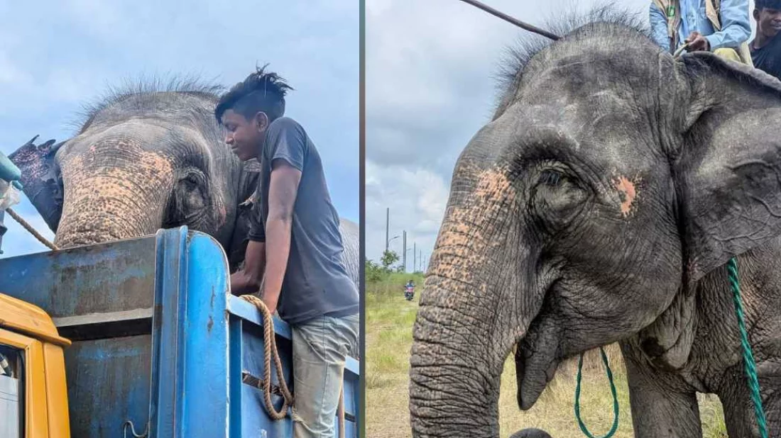 The image shows the 17-year old elephant Niharkoli. Photo: Courtesy