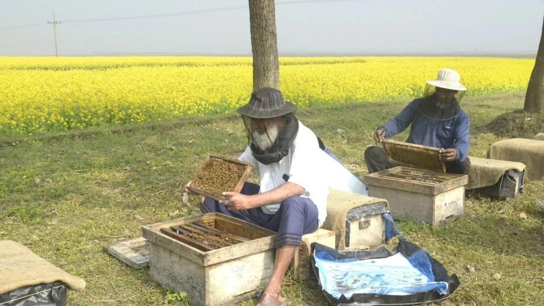 Un apicultor puede recolectar un promedio de 15 kilogramos de miel de los campos de mostaza por caja al mes. Foto: Dhaka Tribune