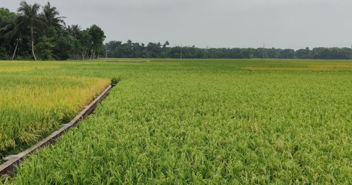 আবহাওয়ার পূর্বাভাস দিয়ে কৃষকদের সুরক্ষা: সময়ের দাবি
