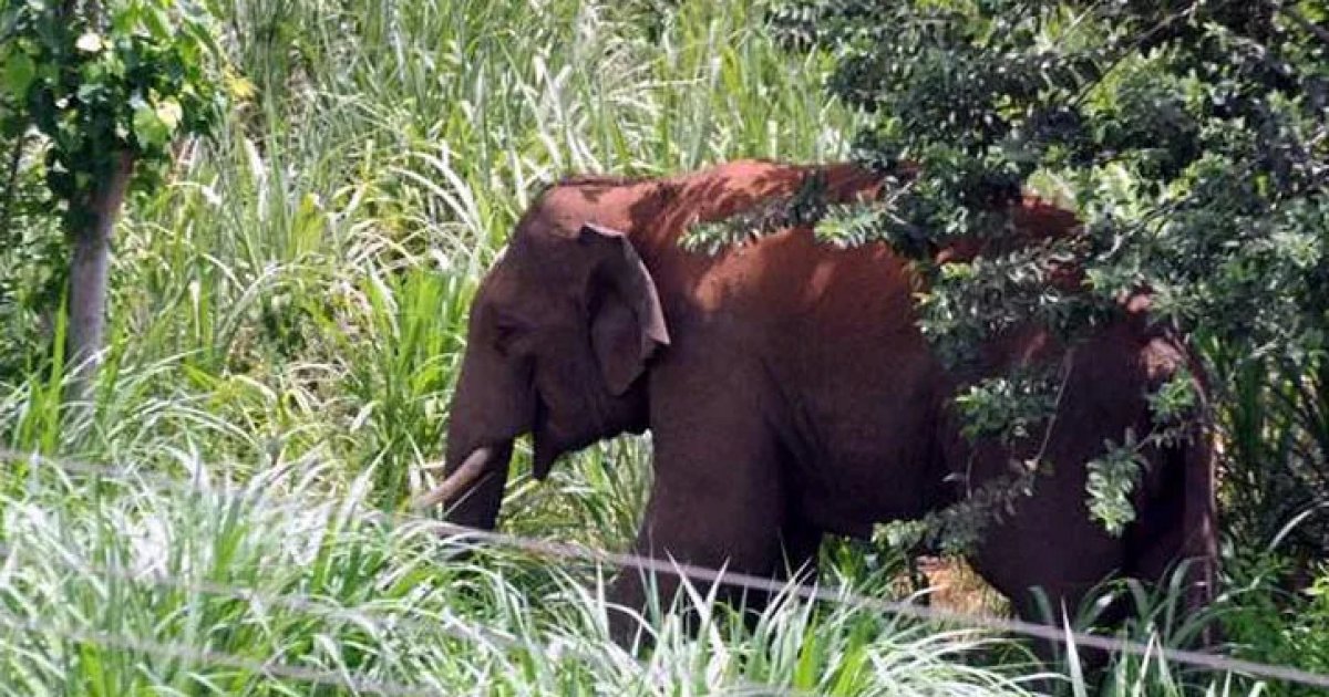 Coexisting with our natural environment