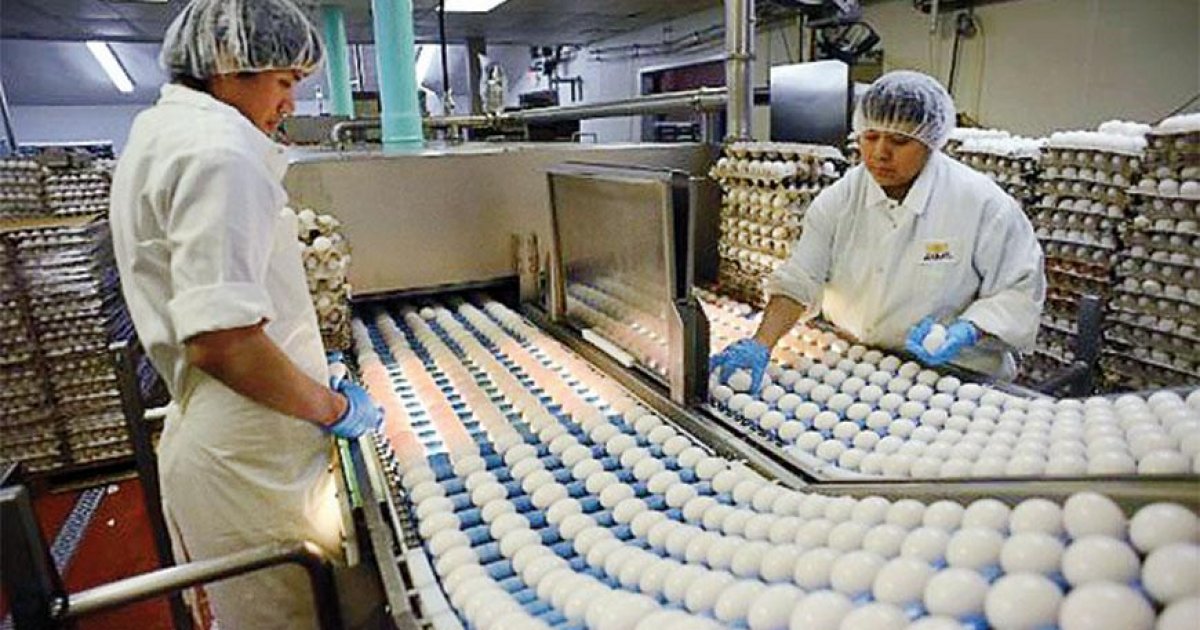 Former egg farm thrives after chickens depart