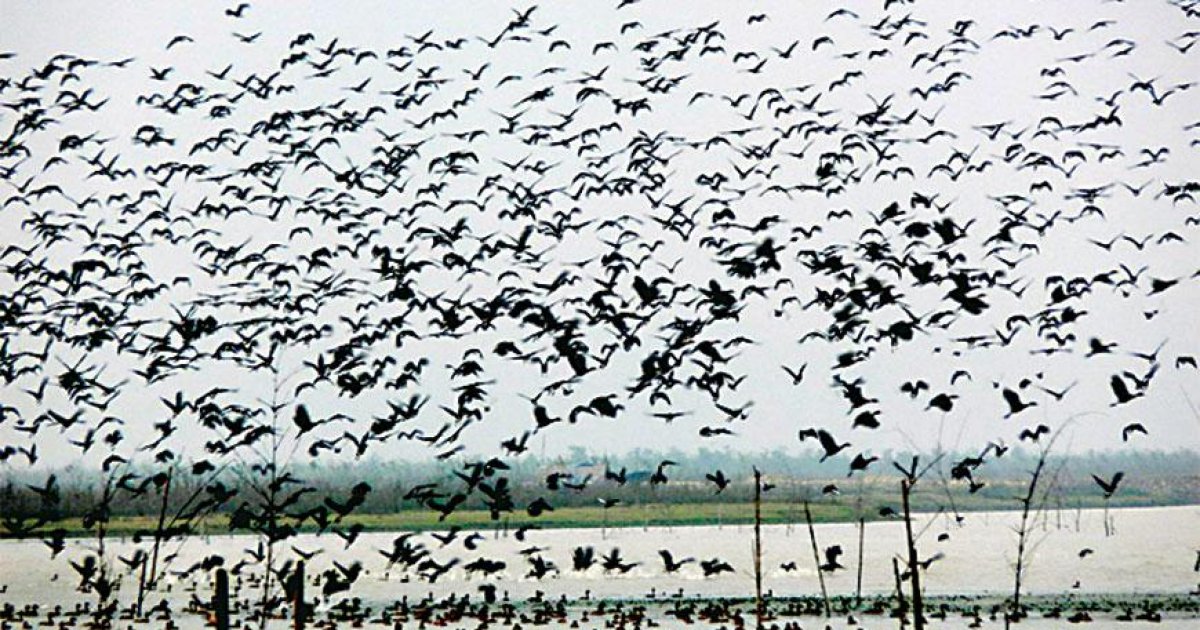 Migratory birds flocking to Baikka Beel