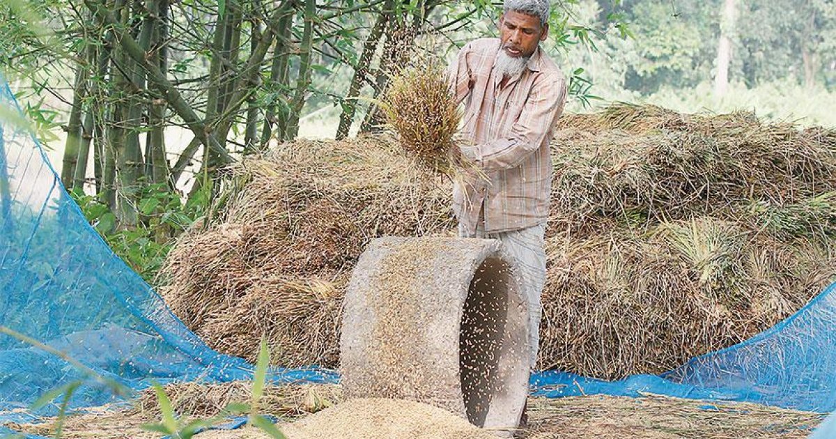 Levy on rice import fails to bring smile for paddy farmers