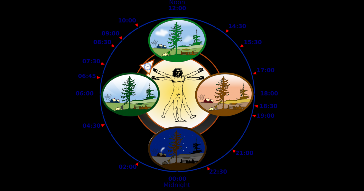 Biological clock. Body clock. Biological clock. Часы настенные с человеком внутри биоллгчеси4 ритмы. Biological clock.