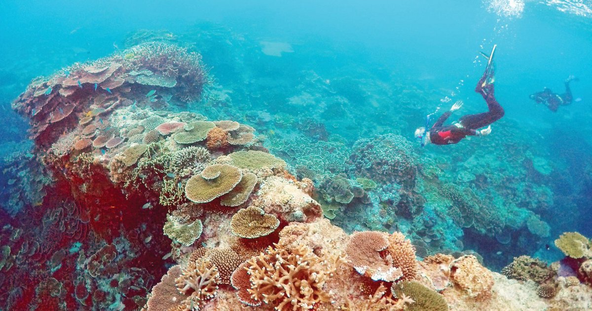 Mass coral bleaching cast shadow over future of Great Barrier Reef