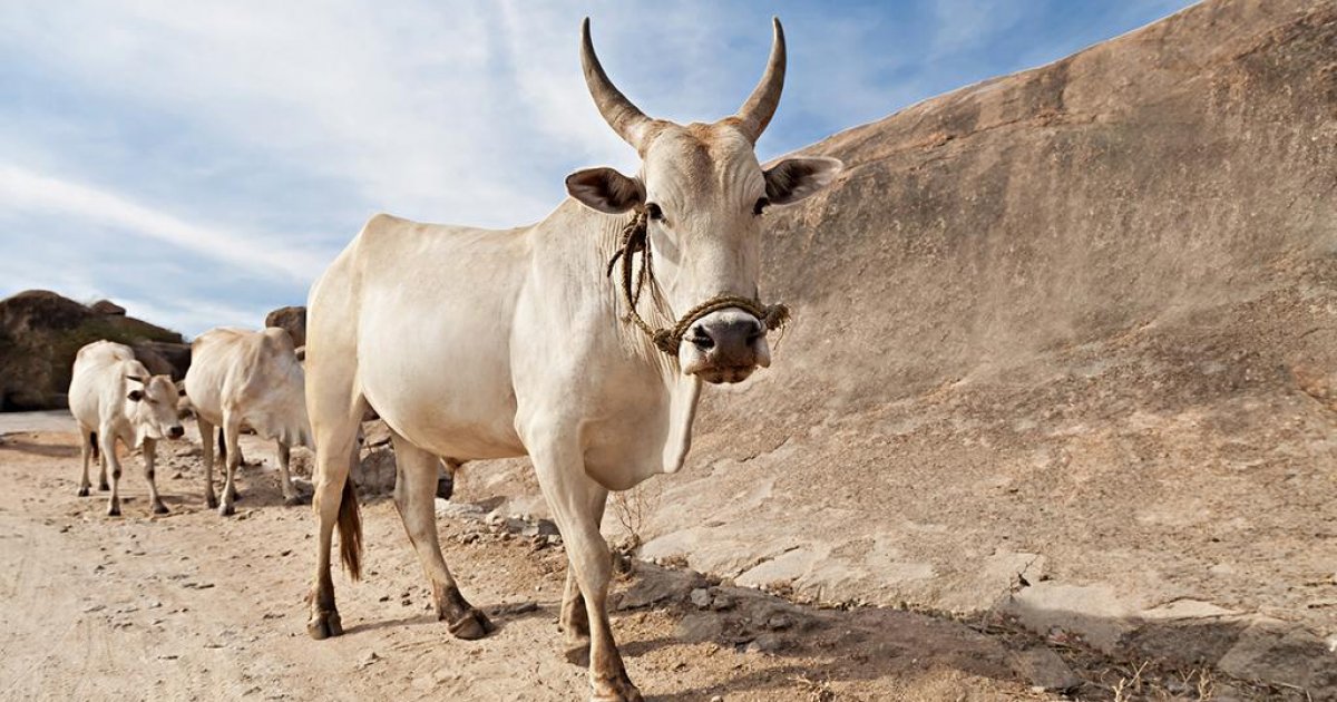 Why did the cow cross the border?