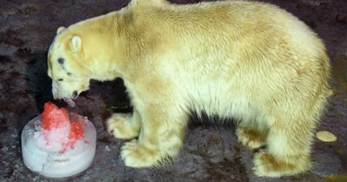 Study Polar bear numbers to plunge a third as sea ice melts