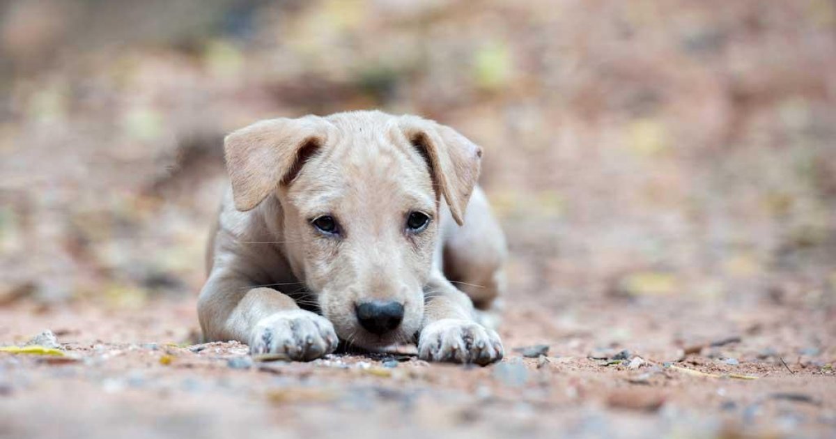 Protecting our animal friends