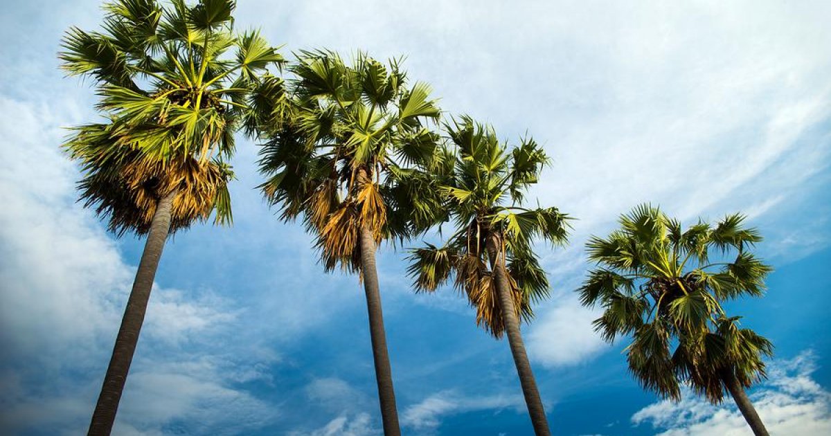 1 million Palmyra palm trees to be planted to prevent lightning strike ...