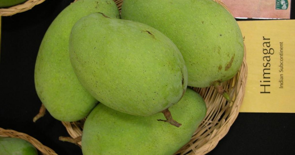 Malda mango growers demand immediate resumption of exports to Bangladesh