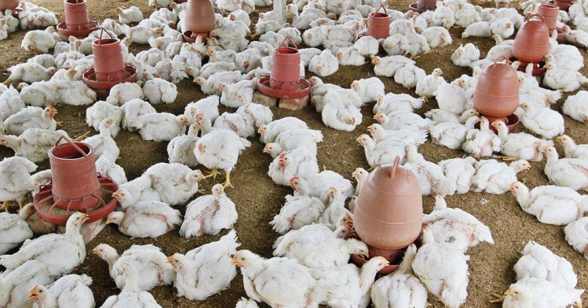 Poultry Sector Stakeholders Urge Policy Reform