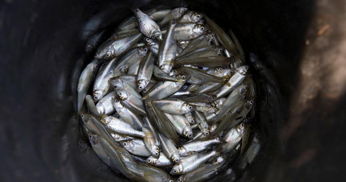 Fish is good for you, and also for the economy