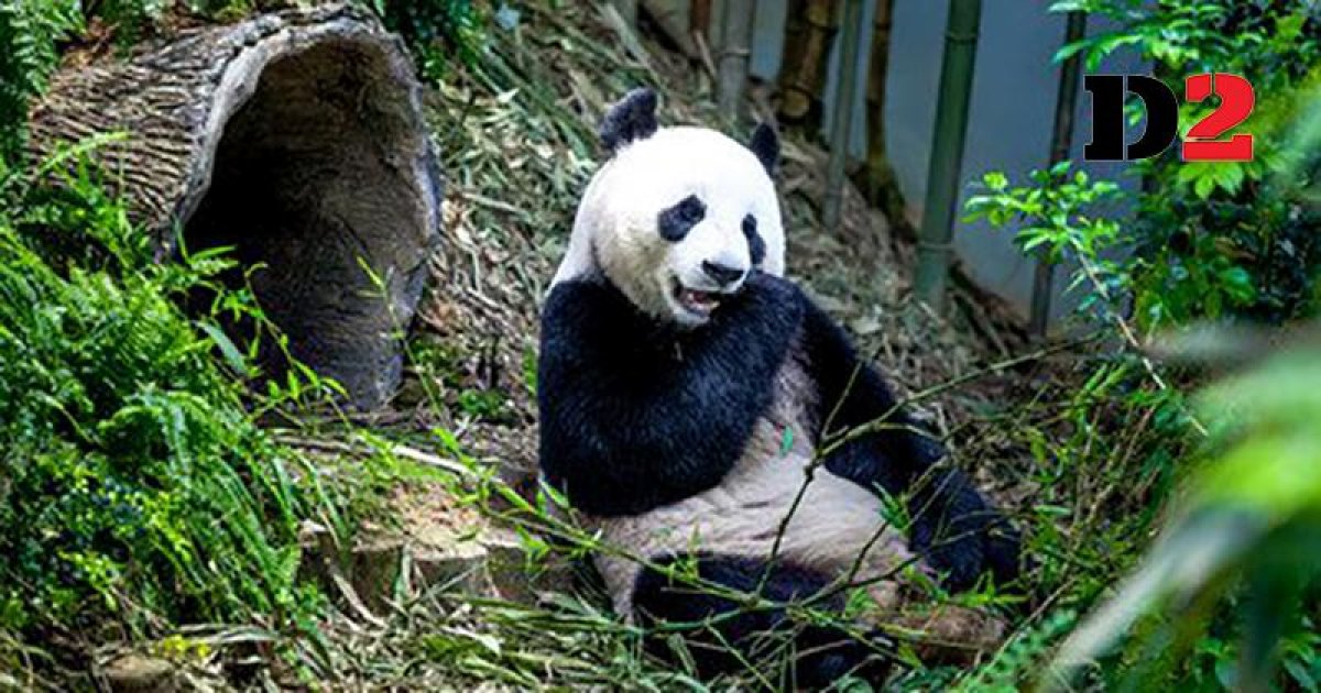 Tourists Banned After Throwing Stones To Wake A Panda 5144
