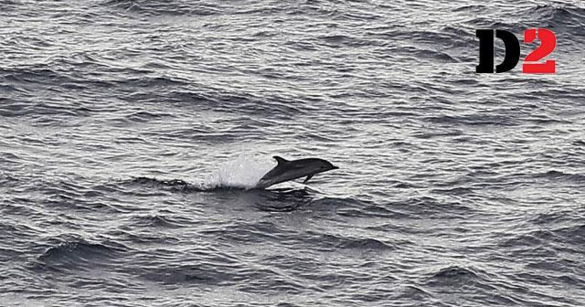 Sexually Frustrated Dolphin Causes French Beach Ban