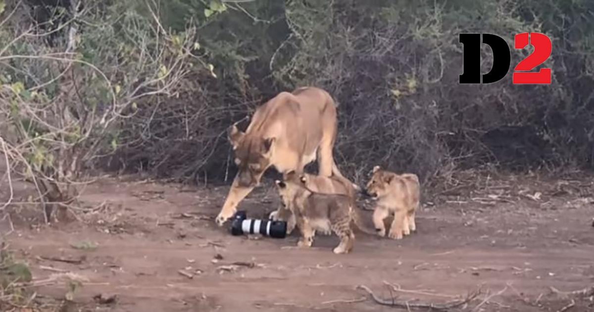 Lioness And Cubs Play With £2000 Dslr Camera 8207