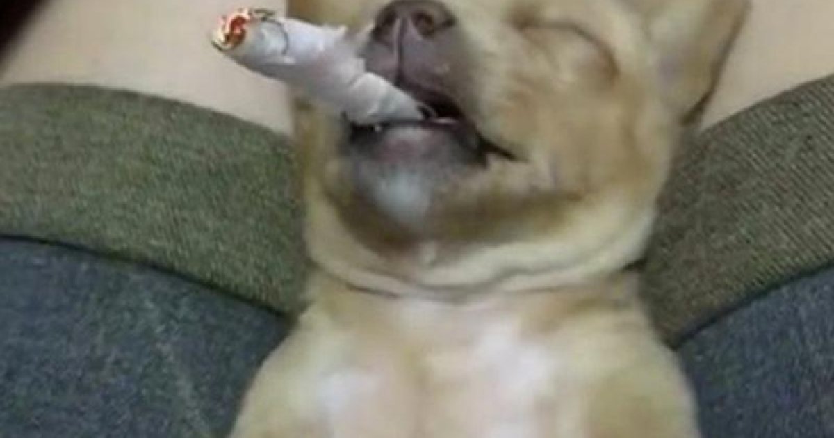 when is a cigarette done ⚠️Warning :- Smoking cigarettes may be hazardous to your health