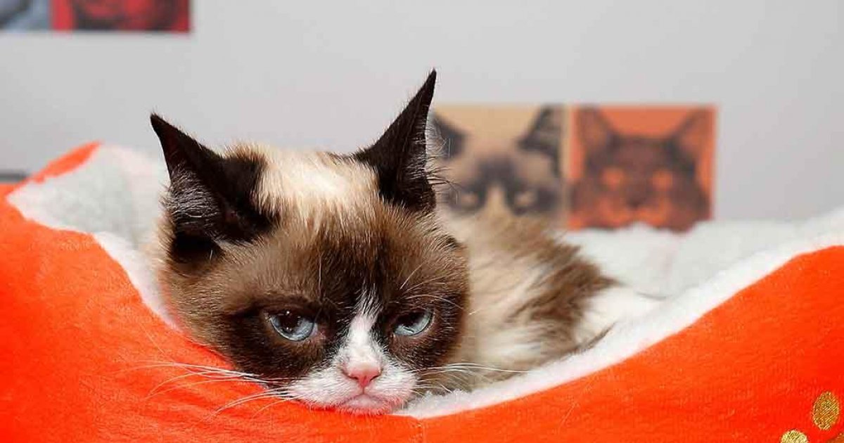 Grumpy Cat Dies Aged 7