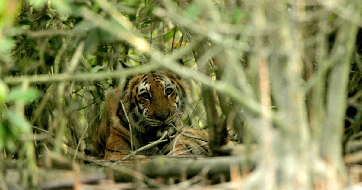 Eazyprep - Daily Current Affairs #Environment Royal Bengal Tigers in  Sundarbans leaps to 96 Number of Royal Bengal Tigers in the Sundarbans has  increased to 96 according to the census conducted for