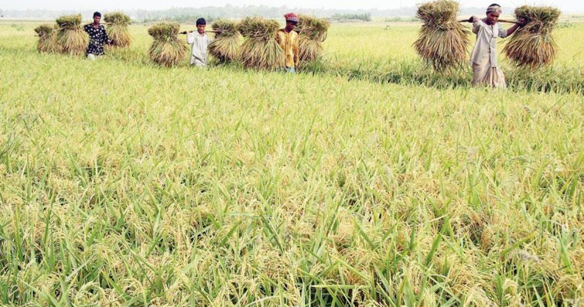 Bumper Aush rice output likely despite floods in Rangpur