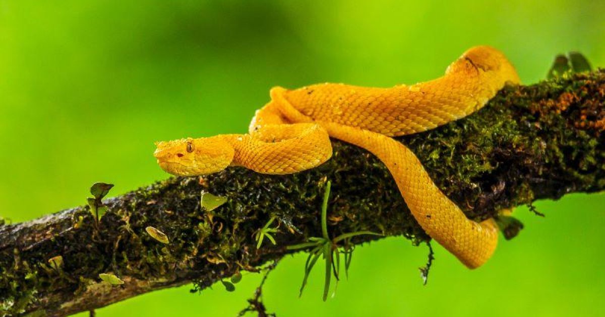 Newly discovered snake named after Harry Potter character