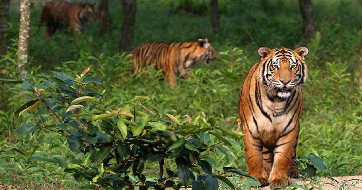 3 years of 'Bengal Tiger': Let's reminisce its glorious facts