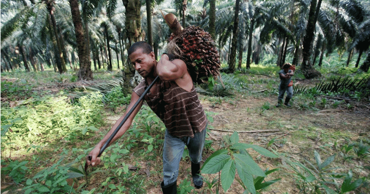 Forign Labour Malaysia to lift limit on hiring of foreign labour