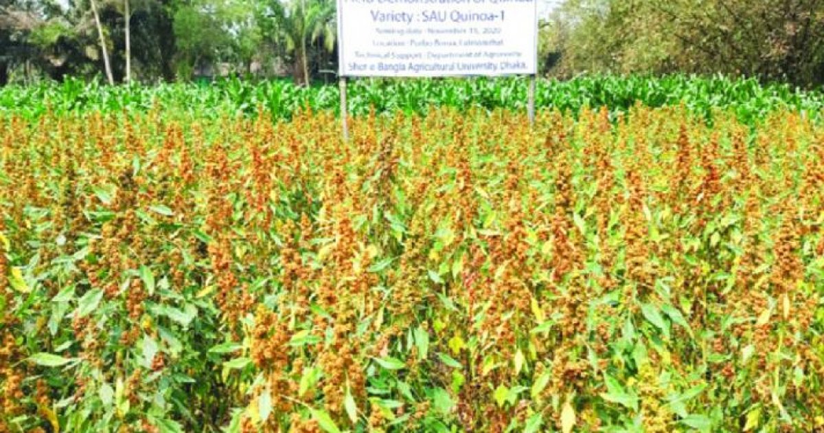 Quinoa now made in Bangladesh